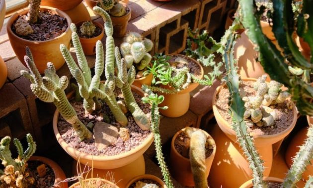 Drought-Tolerant Plants, A Guide to Your Water-Wise Garden