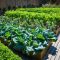 Edible Landscape Ideas, Use Profitable Productive Plants