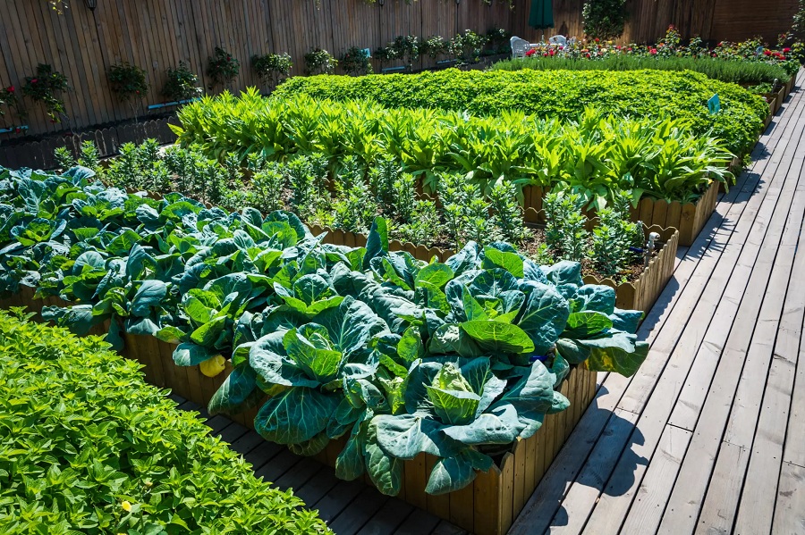 Edible Landscape Ideas, Use Profitable Productive Plants 