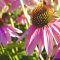 Native Plants For Gardens, Including Purple Coneflower