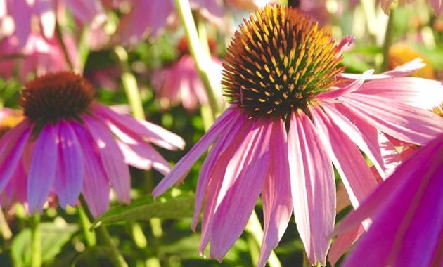 Native Plants For Gardens, Including Purple Coneflower