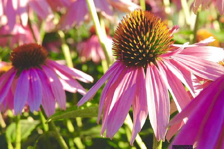 Native Plants For Gardens, Including Purple Coneflower 