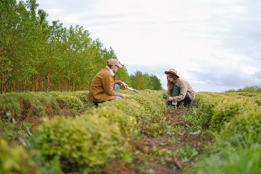 Seasonal Garden Maintenance, Plants Can Thrive