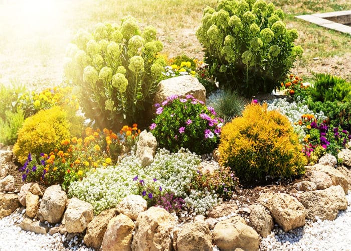 Xeriscape 