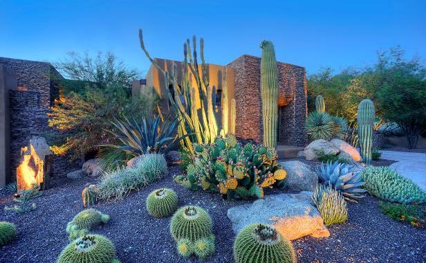 Creating a Themed Cactus Garden: Unique Inspiration and Ideas