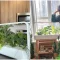 Indoor vs. Outdoor Gardening Which is Right for You