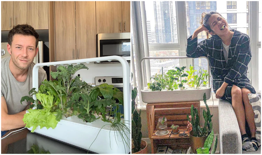 Indoor vs. Outdoor Gardening Which is Right for You