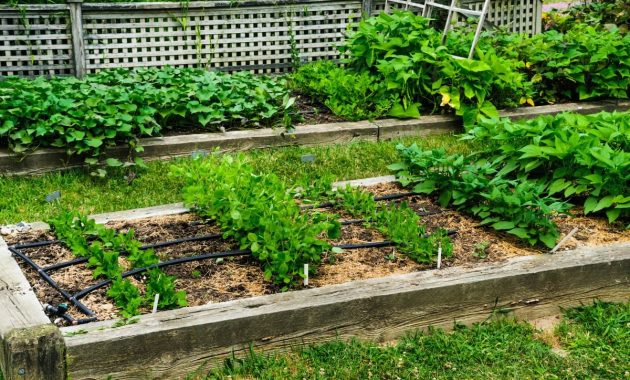 How to Grow Your Own Vegetables in a Small Home Garde