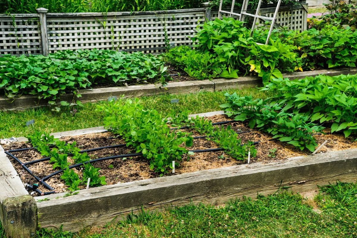 How to Grow Your Own Vegetables in a Small Home Garde