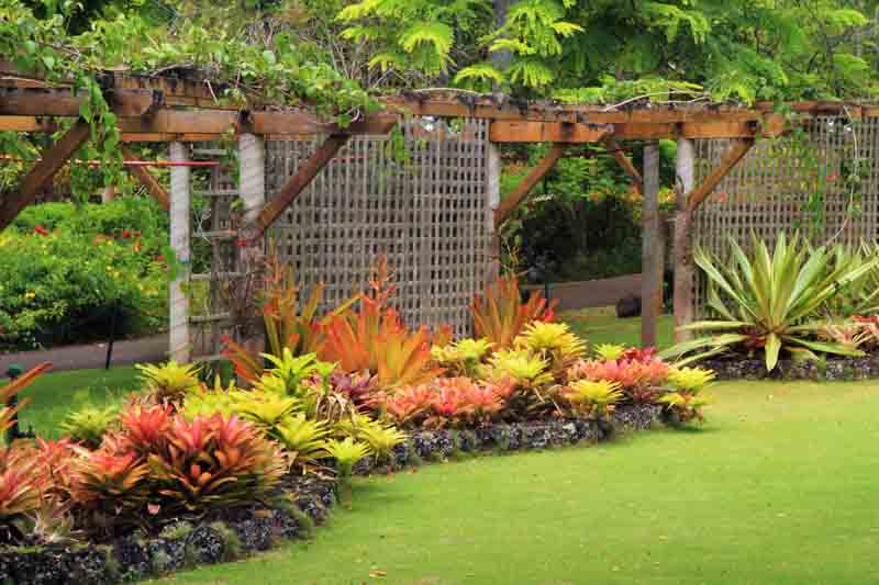 Lush and Green Best Plants for a Vibrant Garden Landscape